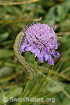 Alpenspanner (Lycia alpina, Raupe) auf Glänzender Skabiose (Scabiosa lucida) (C312899) Alpenspanner (Lycia alpina, Raupe) auf Glänzender Skabiose (Scabiosa lucida) (C312899)
