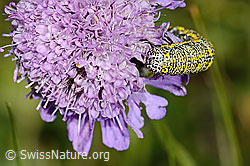 Alpenspanner (Lycia alpina, Raupe) auf Glänzender Skabiose (Scabiosa lucida) (C312900) Alpenspanner (Lycia alpina, Raupe) auf Glänzender Skabiose (Scabiosa lucida) (C312900)