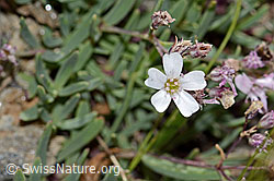 Kriechendes Gipskraut (Gypsophila repens) (31.08.2024, C312903)