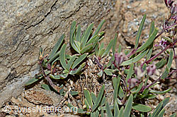 Gypsophila repens (C312907)
