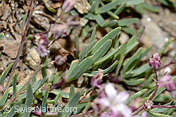 Gypsophila repens (C312908)
