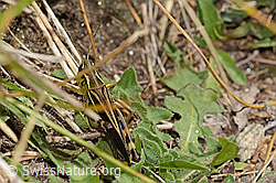 Arcyptera fusca (C312927)