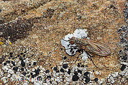 Botanophila fugax (Blumenfliege) (C312929) Botanophila fugax (Blumenfliege) (C312929)