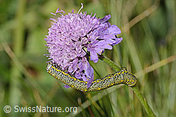 Alpenspanner (Lycia alpina, Raupe) auf Glänzender Skabiose (Scabiosa lucida) (C312941) Alpenspanner (Lycia alpina, Raupe) auf Glänzender Skabiose (Scabiosa lucida) (C312941)