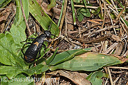 Anechura bipunctata (C312963)