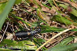 Zweipunkt-Ohrwurm (Anechura bipunctata) (31.08.2024, C312965)
