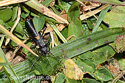 Anechura bipunctata (C312970)