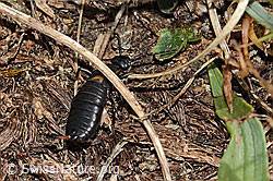 Anechura bipunctata (C312981)