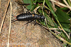 Zweipunkt-Ohrwurm (Anechura bipunctata) (31.08.2024, C312983)