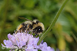 Pyrenäenhummel (Bombus pyrenaeus) auf Glänzender Skabiose (Scabiosa lucida) (C312985) Pyrenäenhummel (Bombus pyrenaeus) auf Glänzender Skabiose (Scabiosa lucida) (C312985)