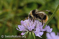 Pyrenäenhummel (Bombus pyrenaeus) auf Glänzender Skabiose (Scabiosa lucida) (C312987) Pyrenäenhummel (Bombus pyrenaeus) auf Glänzender Skabiose (Scabiosa lucida) (C312987)