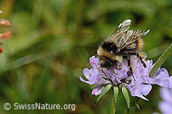Pyrenäenhummel (Bombus pyrenaeus) auf Glänzender Skabiose (Scabiosa lucida) (C312988) Pyrenäenhummel (Bombus pyrenaeus) auf Glänzender Skabiose (Scabiosa lucida) (C312988)