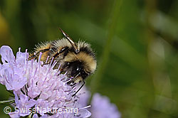 Pyrenäenhummel (Bombus pyrenaeus) auf Glänzender Skabiose (Scabiosa lucida) (C312991) Pyrenäenhummel (Bombus pyrenaeus) auf Glänzender Skabiose (Scabiosa lucida) (C312991)