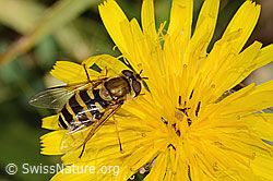 Behaarte Schwebfliege (Syrphus torvus) auf Gewöhnlichem Rauen Milchkraut (Leontodon hispidus ssp. hispidus) (C313003) Behaarte Schwebfliege (Syrphus torvus) auf Gewöhnlichem Rauen Milchkraut (Leontodon hispidus ssp. hispidus) (C313003)