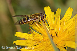 Behaarte Schwebfliege (Syrphus torvus) auf Gewöhnlichem Rauen Milchkraut (Leontodon hispidus ssp. hispidus) (C313005) Behaarte Schwebfliege (Syrphus torvus) auf Gewöhnlichem Rauen Milchkraut (Leontodon hispidus ssp. hispidus) (C313005)