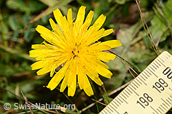 Gewöhnliches Raues Milchkraut (Leontodon hispidus ssp. hispidus) (31.08.2024, C313006)