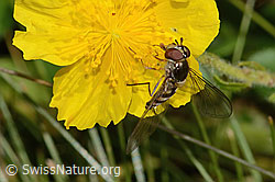 Foto: Goldhalsschwebfliege (Meliscaeva auricollis) auf Grossblütiges Sonnenröschen (Helianthemum nummularium ssp. grandiflorum)