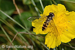Foto: Goldhalsschwebfliege (Meliscaeva auricollis) auf Grossblütiges Sonnenröschen (Helianthemum nummularium ssp. grandiflorum)