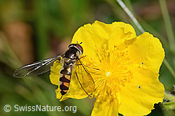 Goldhalsschwebfliege (Meliscaeva auricollis) auf Grossblütiges Sonnenröschen (Helianthemum nummularium ssp. grandiflorum) (31.08.2024, C313013)