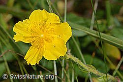 Grossblütiges Sonnenröschen (Helianthemum nummularium ssp. grandiflorum) (31.08.2024, C313017)