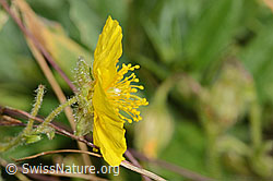 Helianthemum nummularium ssp. grandiflorum (C313018)