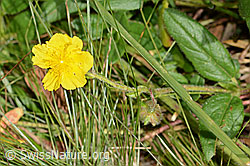 Helianthemum nummularium ssp. grandiflorum (C313020)