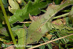 Leontodon hispidus ssp. hispidus (C313027)