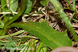 Leontodon hispidus ssp. hispidus (C313028)