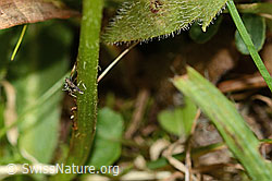 Leontodon hispidus ssp. hispidus (C313029)