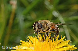 Foto: Mistbiene (Eristalis tenax) auf Steifhaarigem Milchkraut (Leontodon hispidus ssp. hispidus)