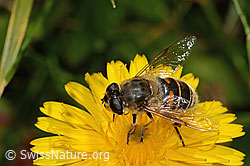 Mistbiene (Eristalis tenax)