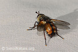 Peleteria ferina (Raupenfliege) (31.08.2024, C313035)