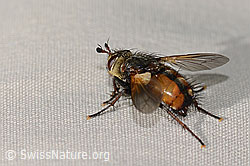Peleteria ferina (Raupenfliege) (C313036)