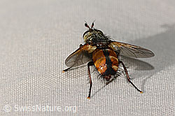 Peleteria ferina (Raupenfliege) (C313037)