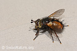 Peleteria ferina (Raupenfliege) (31.08.2024, C313052)