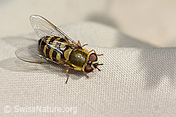 Behaarte Schwebfliege (Syrphus torvus) (C313056) Behaarte Schwebfliege (Syrphus torvus) (C313056)