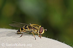 Behaarte Schwebfliege (Syrphus torvus) (C313061) Behaarte Schwebfliege (Syrphus torvus) (C313061)