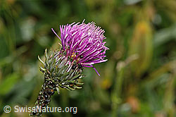 Gewöhnliche Berg-Distel (Carduus defloratus ssp. defloratus) (C313068) Gewöhnliche Berg-Distel (Carduus defloratus ssp. defloratus) (C313068)