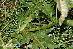 Gewöhnliche Berg-Distel (Carduus defloratus ssp. defloratus) (C313070) Gewöhnliche Berg-Distel (Carduus defloratus ssp. defloratus) (C313070)