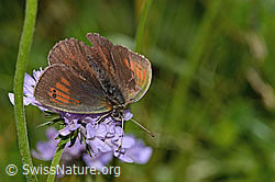 Schweizer Schillernder Mohrenfalter (Erebia tyndarus)