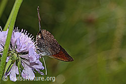 Schweizer Schillernder Mohrenfalter (Erebia tyndarus) auf Glänzender Skabiose (Scabiosa lucida) (C313073) Schweizer Schillernder Mohrenfalter (Erebia tyndarus) auf Glänzender Skabiose (Scabiosa lucida) (C313073)