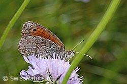 Schweizer Schillernder Mohrenfalter (Erebia tyndarus) auf Glänzender Skabiose (Scabiosa lucida) (C313074) Schweizer Schillernder Mohrenfalter (Erebia tyndarus) auf Glänzender Skabiose (Scabiosa lucida) (C313074)