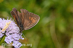 Schweizer Schillernder Mohrenfalter (Erebia tyndarus) auf Glänzender Skabiose (Scabiosa lucida) (C313077) Schweizer Schillernder Mohrenfalter (Erebia tyndarus) auf Glänzender Skabiose (Scabiosa lucida) (C313077)