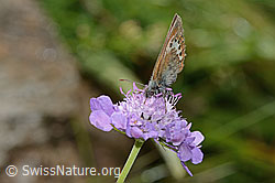 Alpen-Wiesenvögelchen (Coenonympha gardetta) auf Glänzender Skabiose (Scabiosa lucida) (C313080) Alpen-Wiesenvögelchen (Coenonympha gardetta) auf Glänzender Skabiose (Scabiosa lucida) (C313080)