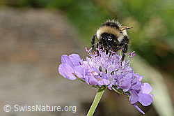 Pyrenäenhummel (Bombus pyrenaeus) auf Glänzender Skabiose (Scabiosa lucida) (C313083) Pyrenäenhummel (Bombus pyrenaeus) auf Glänzender Skabiose (Scabiosa lucida) (C313083)