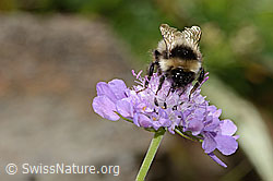 Pyrenäenhummel (Bombus pyrenaeus) auf Glänzender Skabiose (Scabiosa lucida) (C313084) Pyrenäenhummel (Bombus pyrenaeus) auf Glänzender Skabiose (Scabiosa lucida) (C313084)