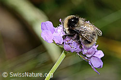 Pyrenäenhummel (Bombus pyrenaeus) auf Glänzender Skabiose (Scabiosa lucida) (C313085) Pyrenäenhummel (Bombus pyrenaeus) auf Glänzender Skabiose (Scabiosa lucida) (C313085)