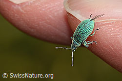 Photo: Phyllobius arborator