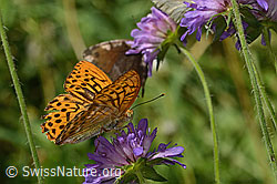 Argynnis paphia on Knautia dipsacifolia (C313130)