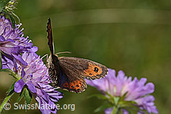 Foto: Marmorierter Mohrenfalter (Erebia montana) auf Wald-Witwenblume (Knautia dipsacifolia)